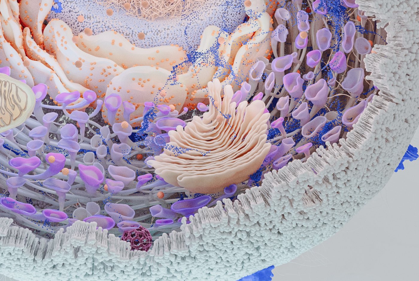 Detalhe do complexo de Golgi em renderização celular