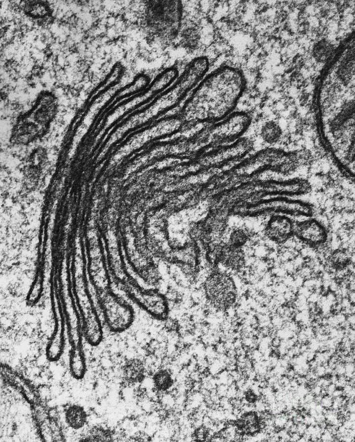 Microscopia eletrônica em preto e branco do complexo de Golgi
